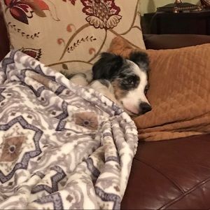 Meet your Posher, Sidney